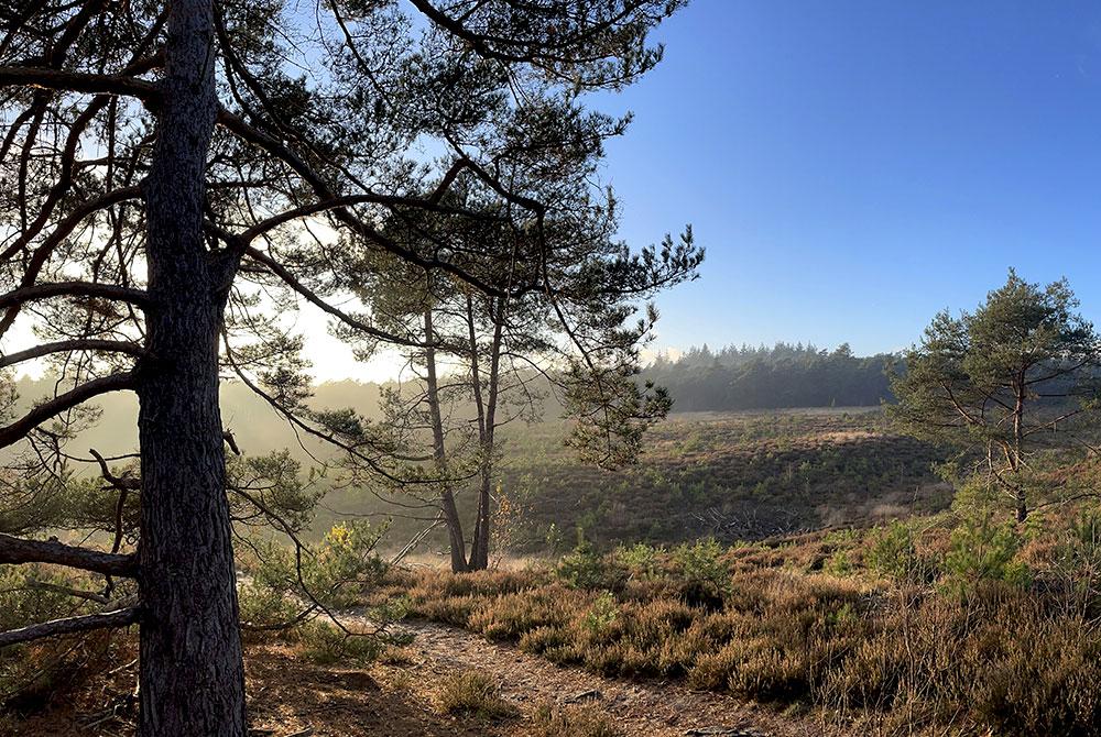 Sallandse Heuvelrug - mooie heide.